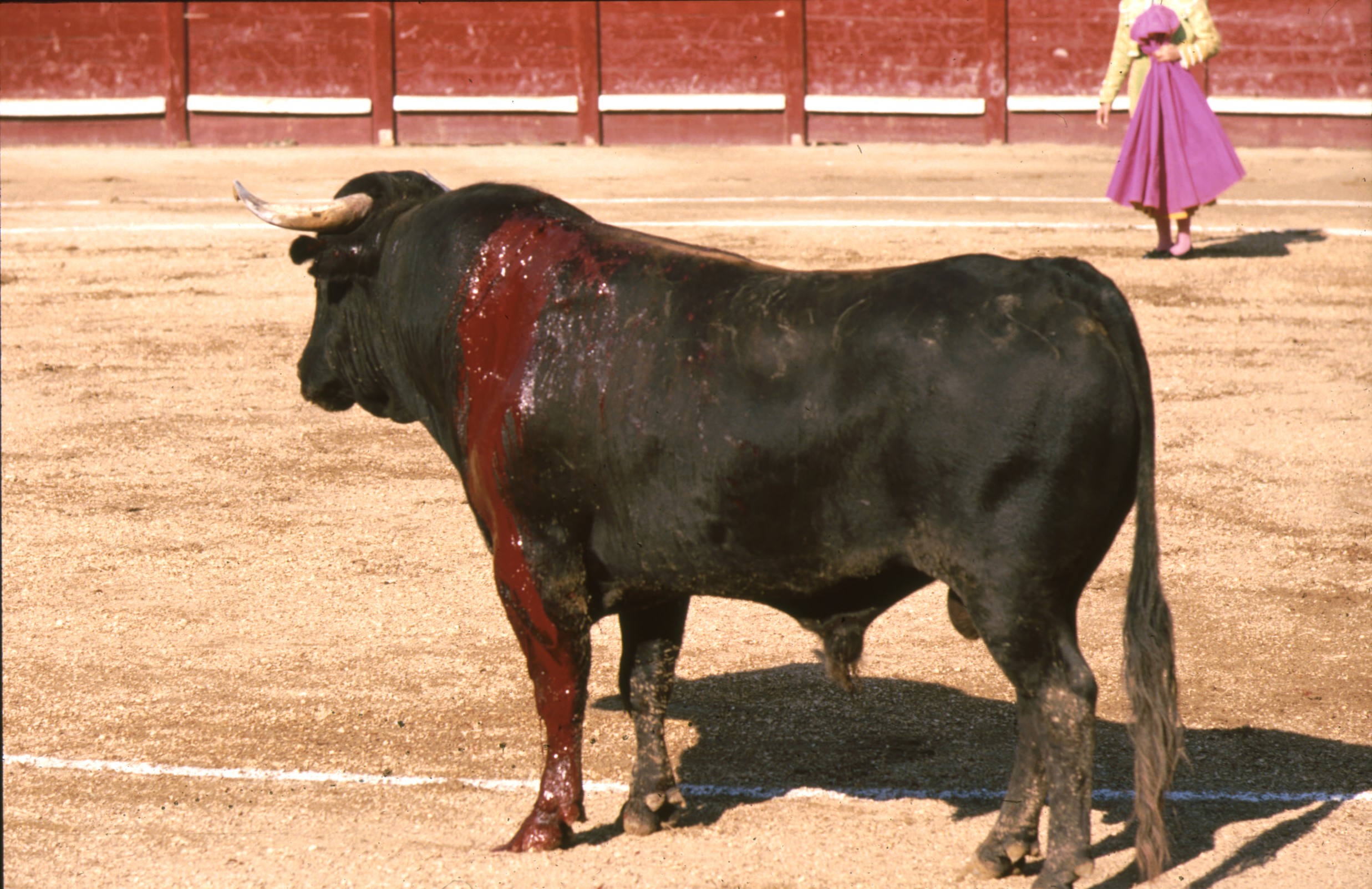 corrida_toros_tafalla_9.jpg