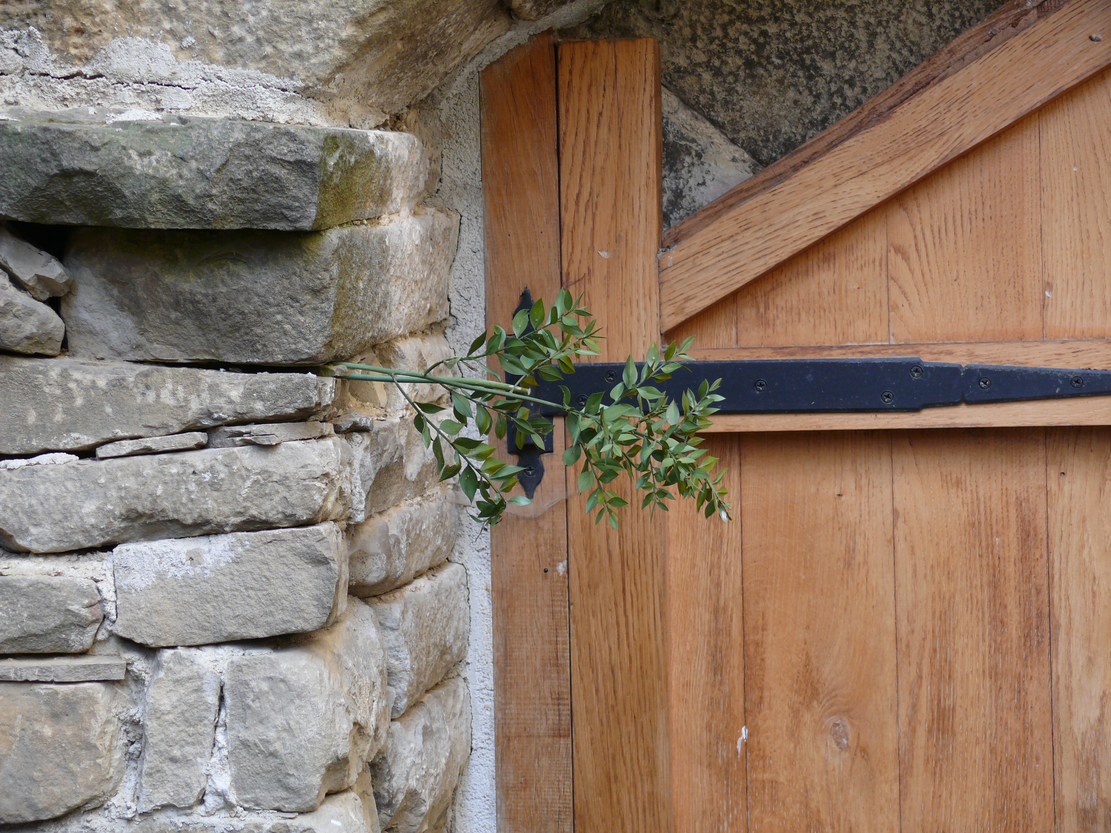 Detalle. Palma de la Valdorba. (Imagen JAV)