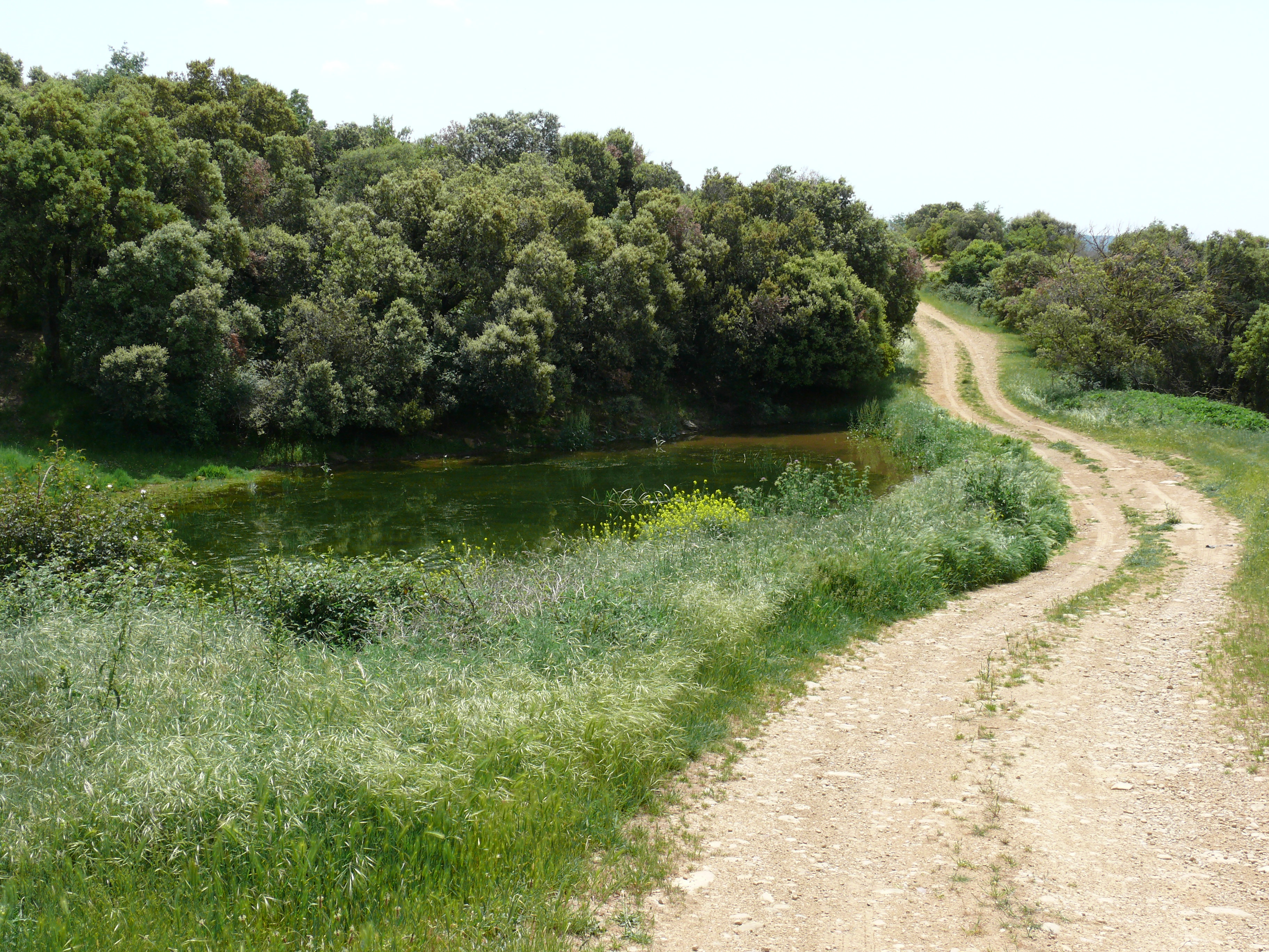 Balsa de agua junto al Camino de Sasi, detrás de la borda anterior. (JAV)