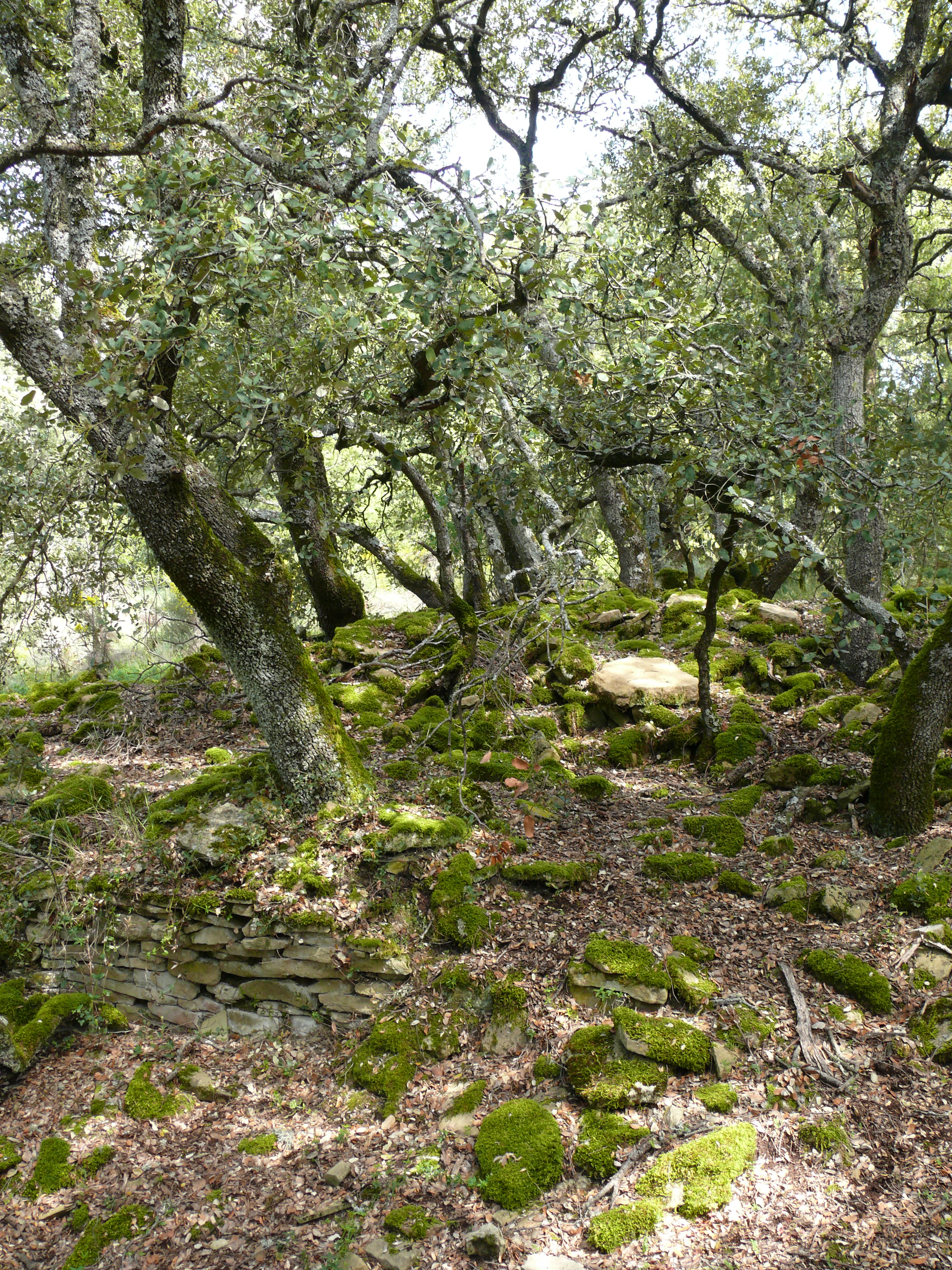 Despoblado de Echano. Casi todo el lugar, invadido por el bosque, ofrece el aspecto que puede verse en esta imagen.